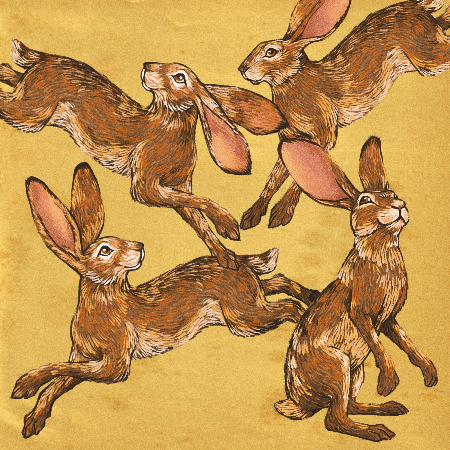 digital-illustration-hare