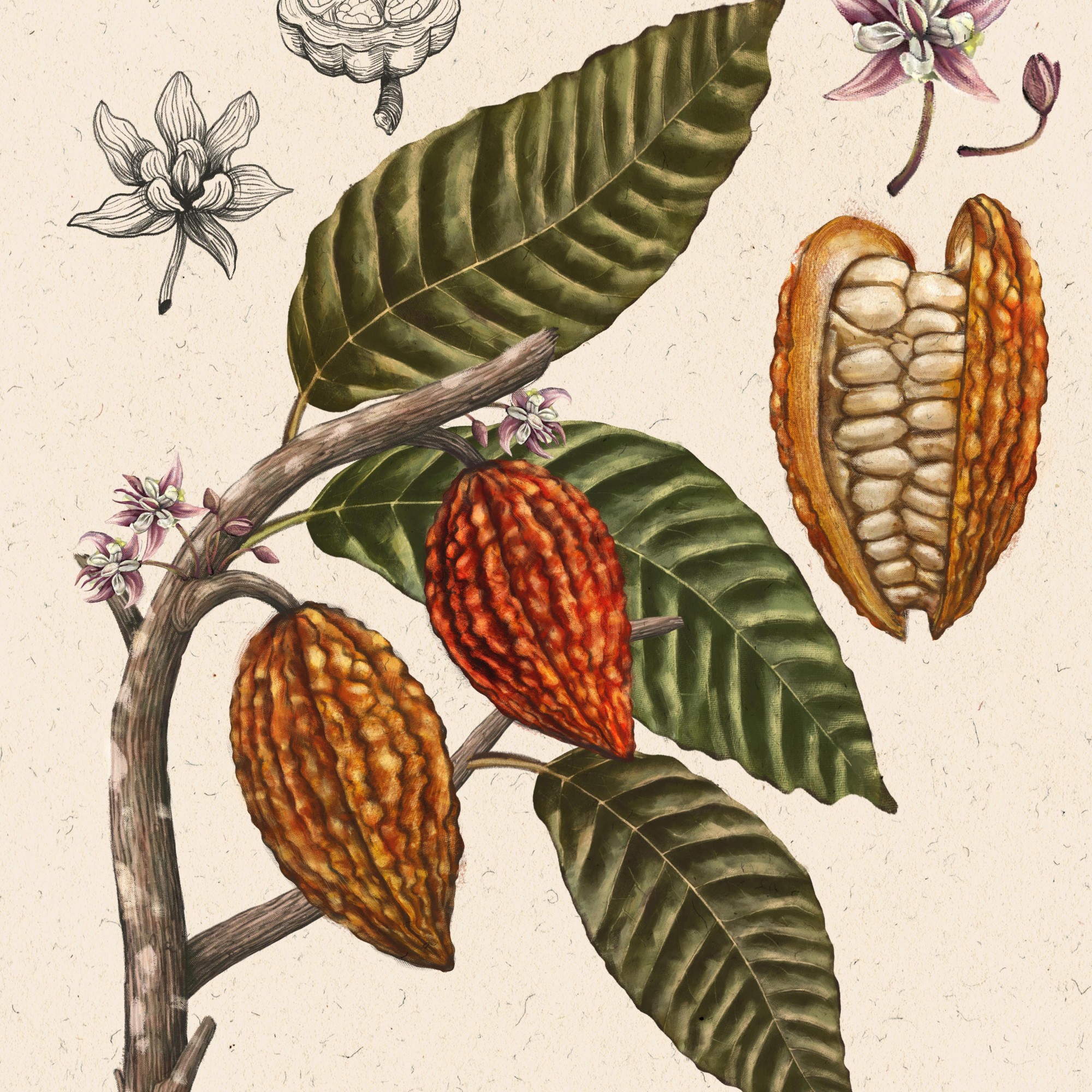 botanical-illustration-of-a-cacao-plant-digital-drawing