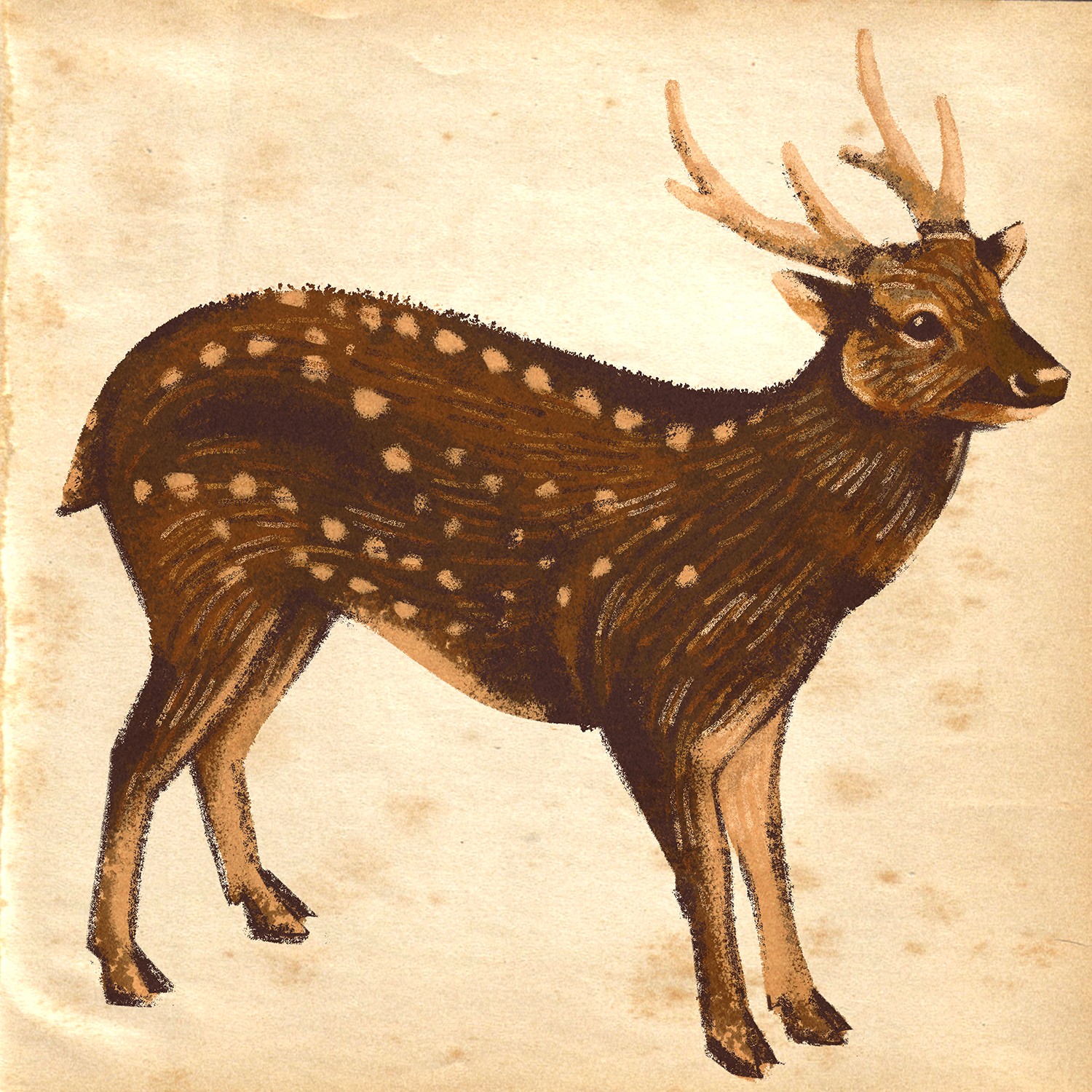digital-study-drawing-visayan-spotted-deer