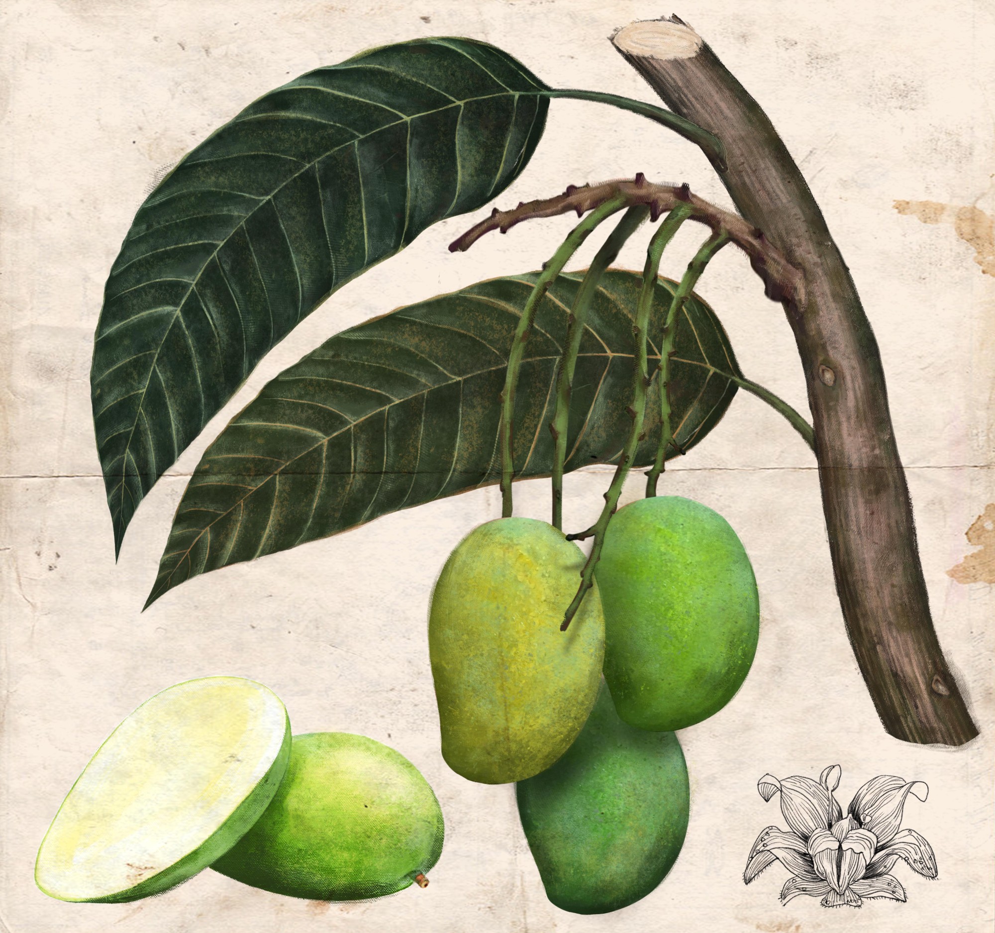 botanical-illustration-of-a-green-mango-digital-drawing