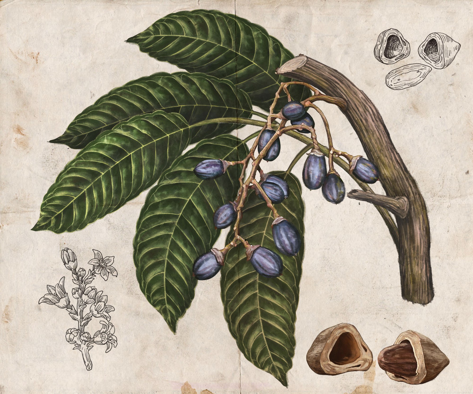 botanical-illustration-of-a-pili-plant-digital-drawing